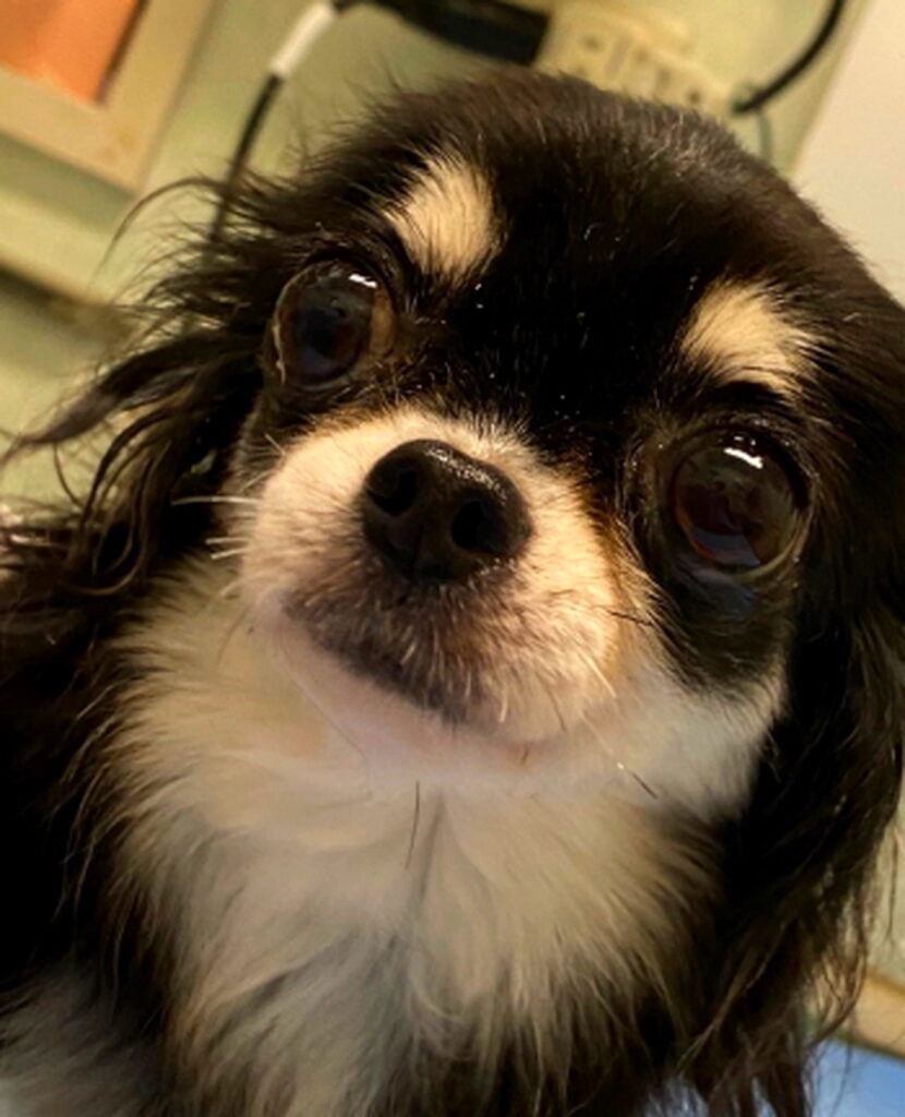 小柳ルミ子 愛犬ルル 出典：アメブロより